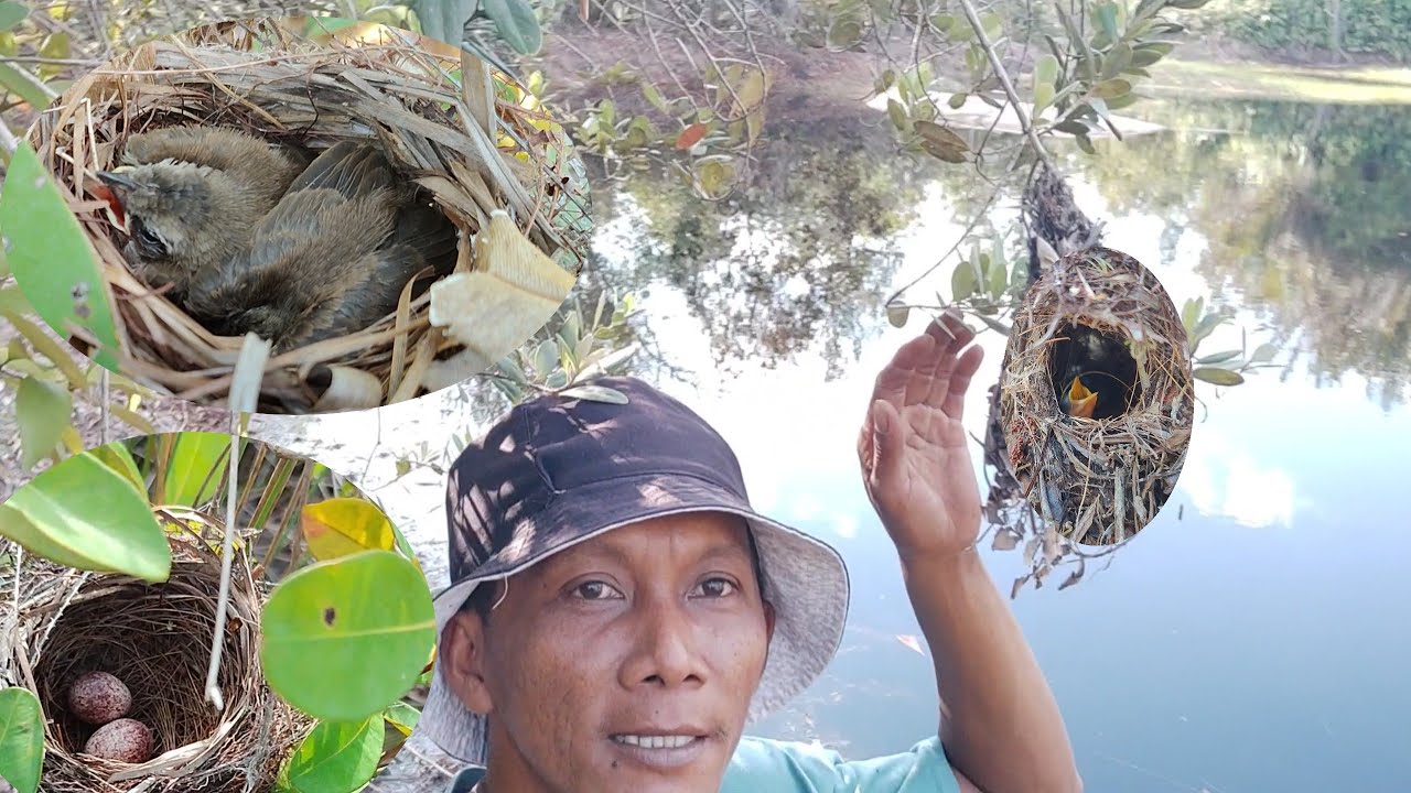 Niatnya cuma pantau malah dapat banyak menemukan anaknya burung yg lagi viral
