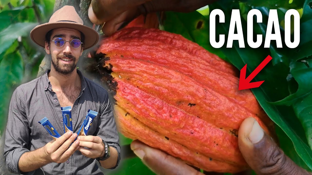 TOUT SAVOIR sur la RÉCOLTE du CACAO au CAMEROUN