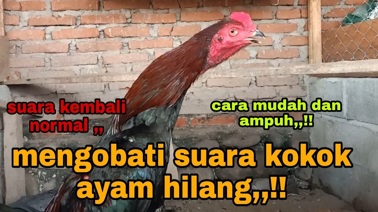 CARA OBATI SUARA KOKOK AYAM YG HILANG