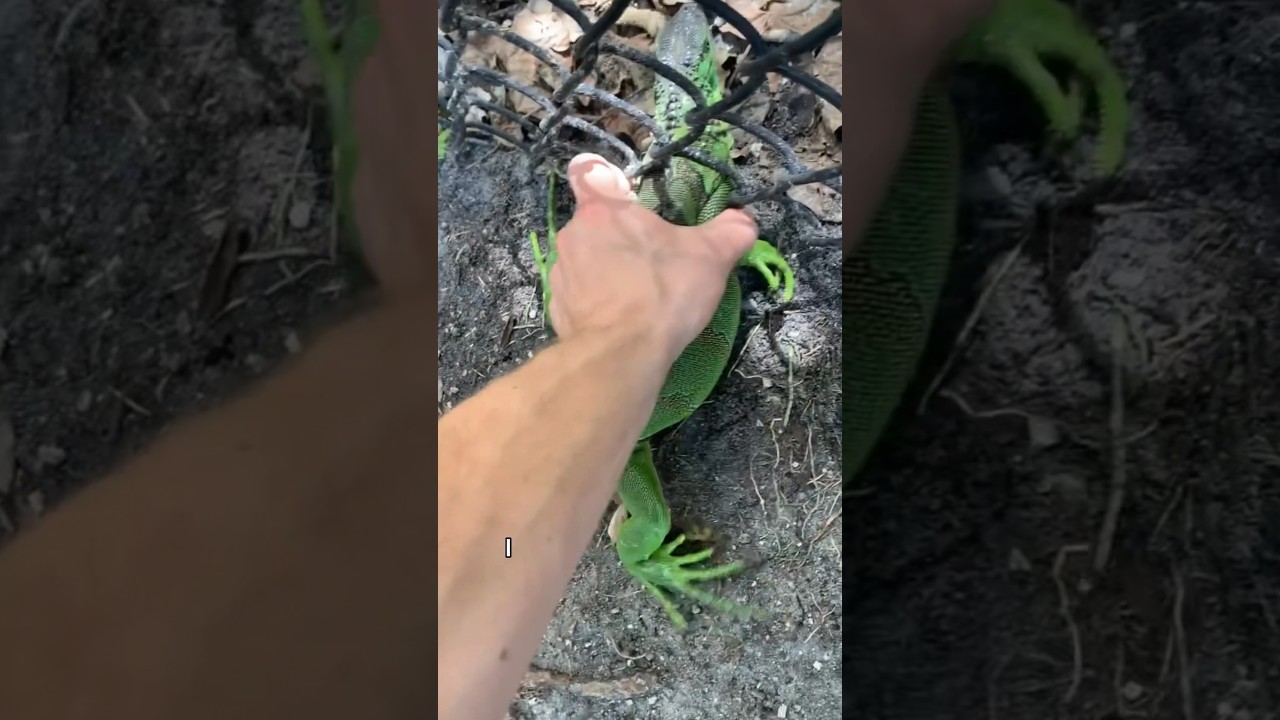 7 Strangest Animals I found in Florida! #wildlife #herping #nature #reptile #florida