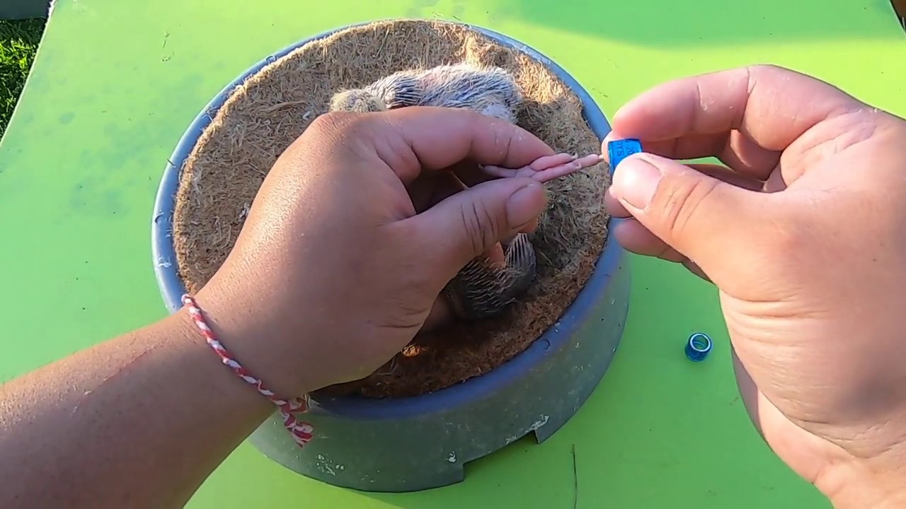 How To Band A Baby Racing Pigeon