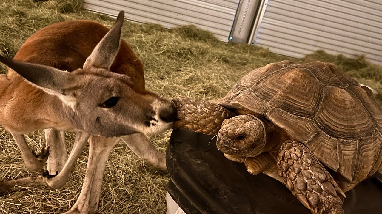 I Fed a Tortoise to my Kangaroo (surprising results!)
