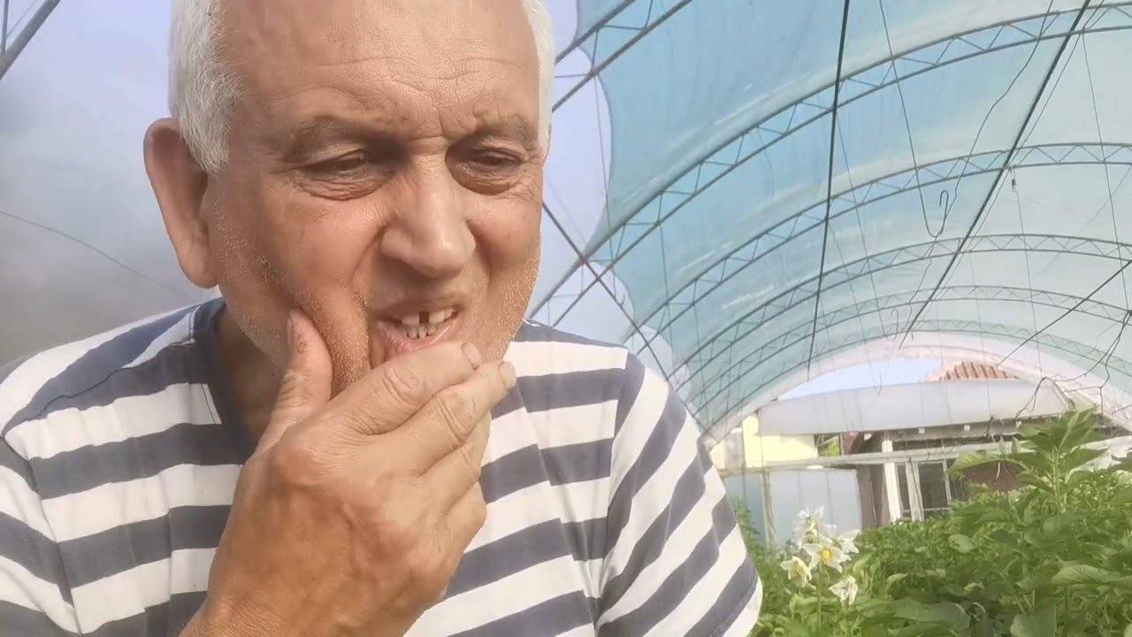 Pravilno zalivanje krompira, kakve koristi od toga.