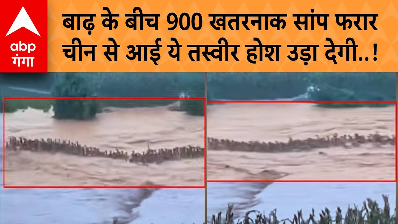 China 900 Cobras Escape: एक तो बाढ़, ऊपर से 900 सांप फरार! चीन से आई ये तस्वीर होश उड़ा देगी!|