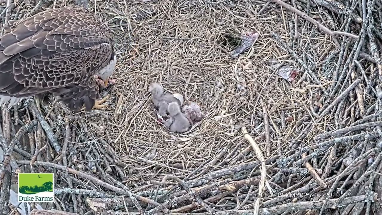 Duke Farms Bald Eagle Camera: 2025.02.28 🐥🐥🐥