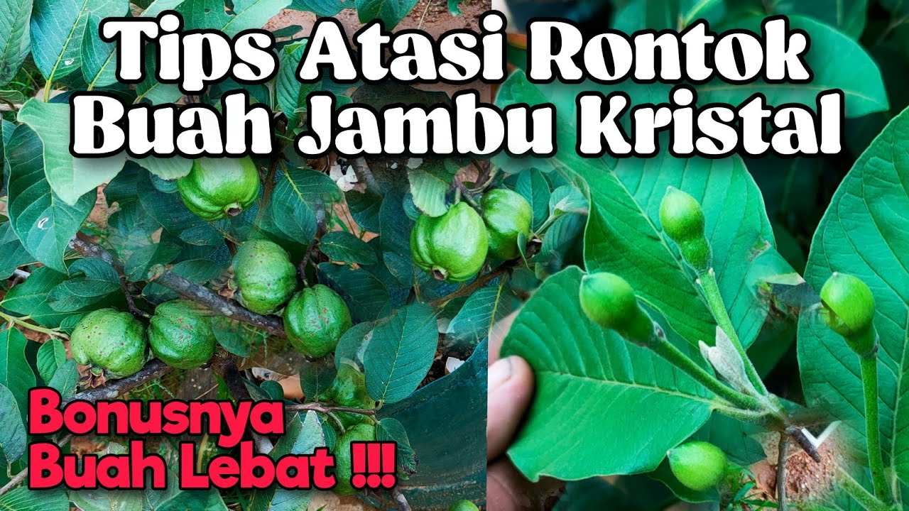 Tips Atasi Rontok Pada Buah Jambu Kristal Dalam Pot