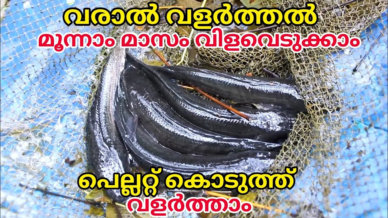 വരാൽ വളർത്തൽ മൂന്നാം മാസം വിളവെടുക്കാം 😱 | Snakehead fish farming malayalam വരാൽ കൃഷി episode 4