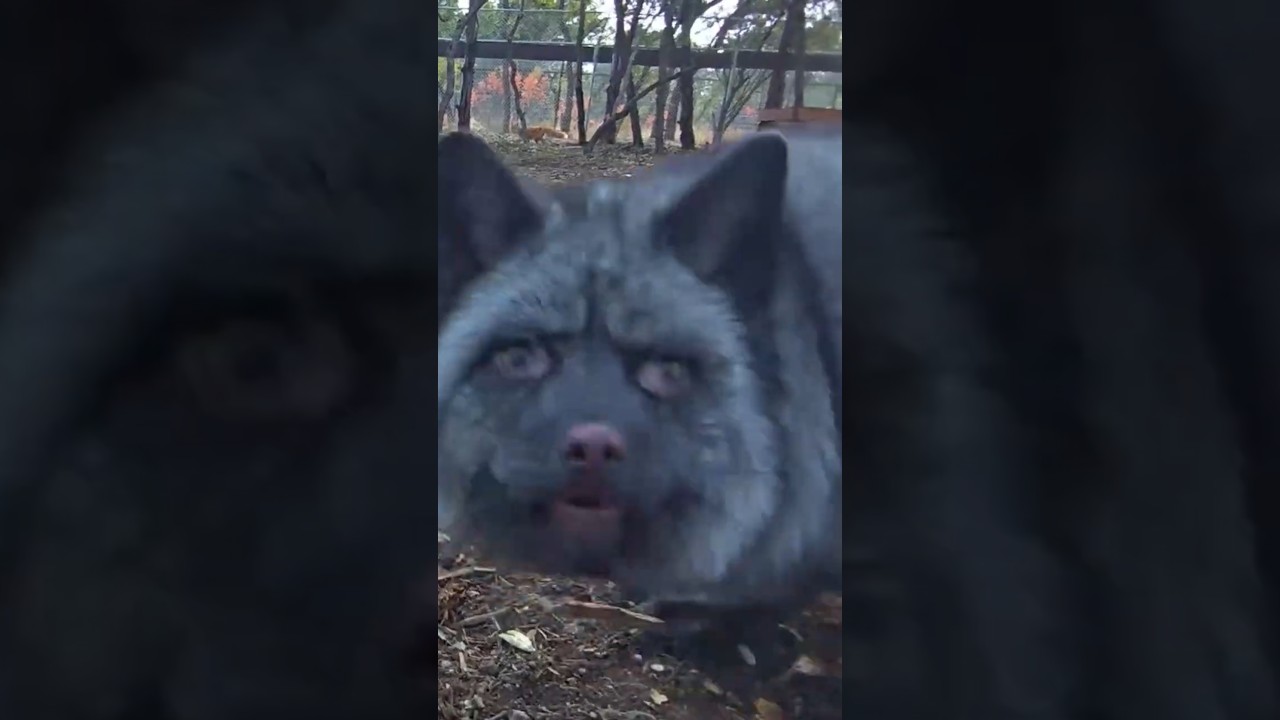 Эта лиса — ВОР! 