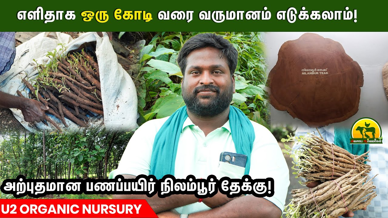 கோடிகளில் வருமானம் எடுக்கலாம் - நிலம்பூர் தேக்கு #nilambur #wood