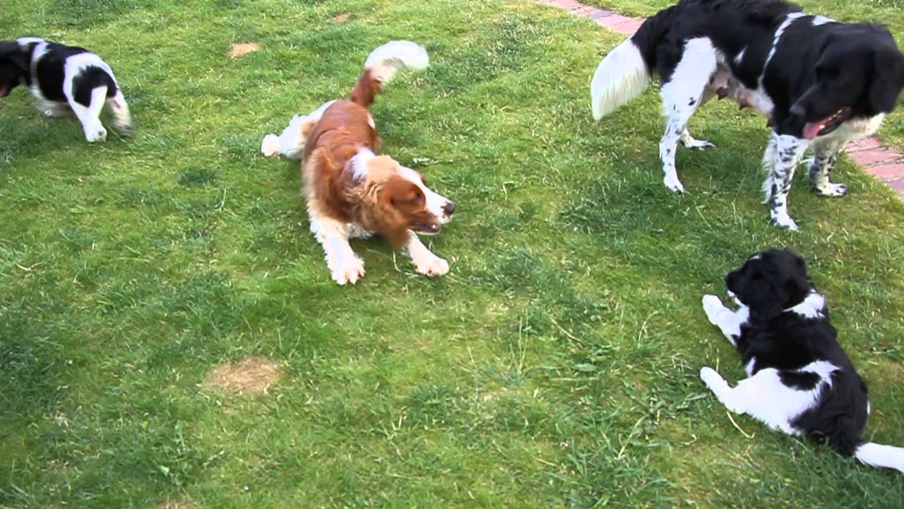 Stabyhoun puppies playing: 7 weeks old