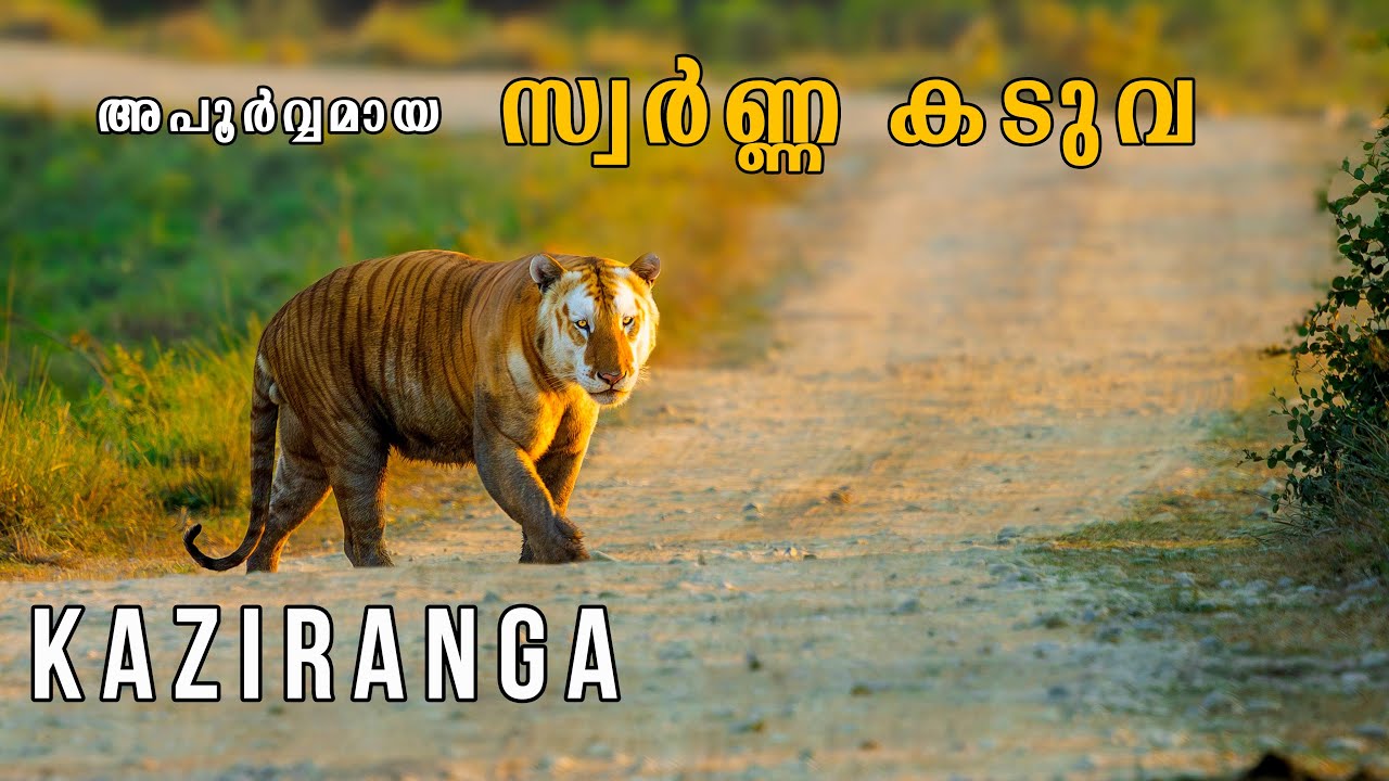 ഒറ്റ കൊമ്പന്മാരുടെ കാട്ടിലെ സ്വർണ്ണ കടുവ 