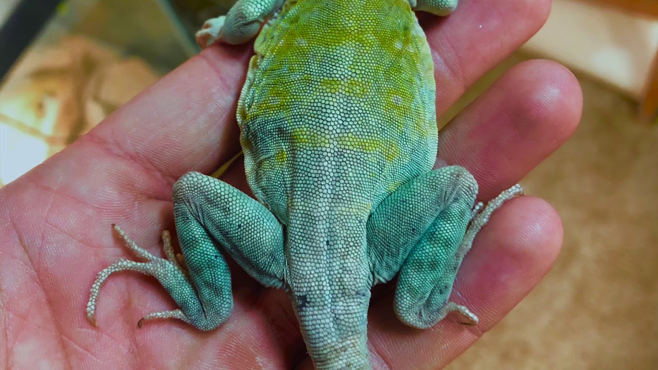 Eastern Collared Lizard Locales and Colors