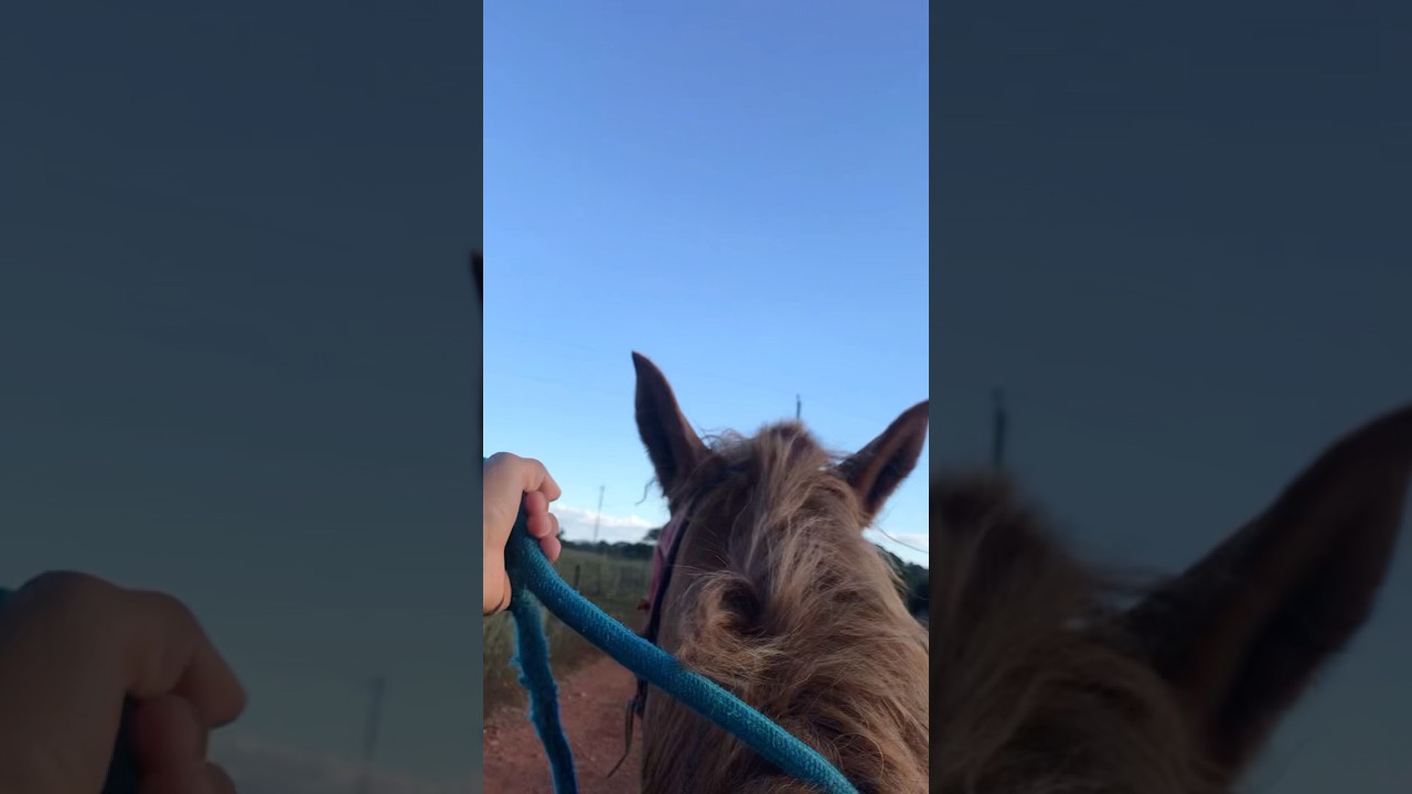 🪶🏡🇧🇷 #animals #rodeio #pecuarista #horse #playvaquejada #cavalo #gado #fazenda