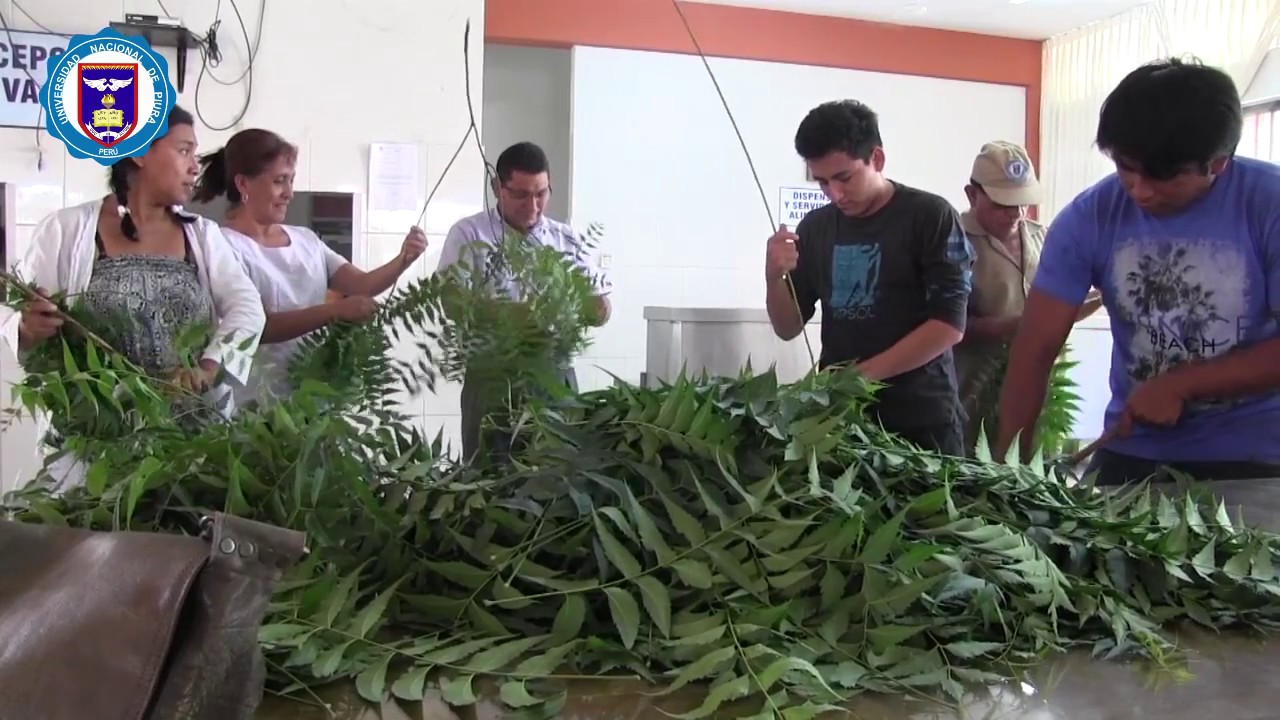 UNP PREPARÓ 400 LITROS DE REPELENTE CASERO A BASE DE NEEM