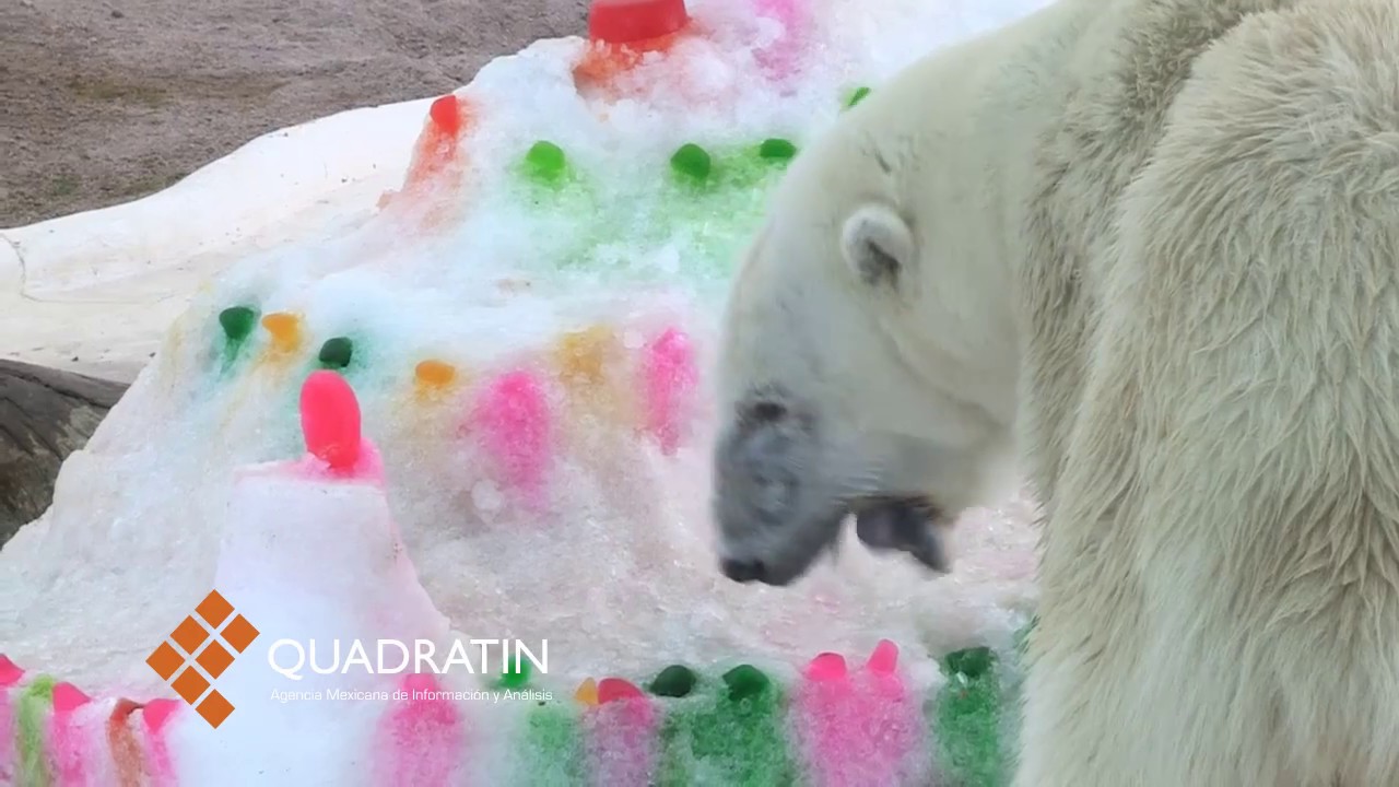 Celebraron 25 años de la osa polar Yupik en el zoológico de Morelia