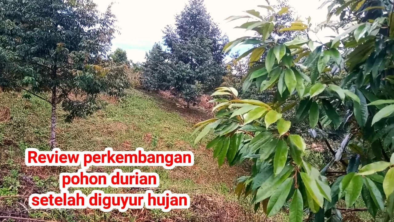 Diguyur hujan diawal tahun 2026