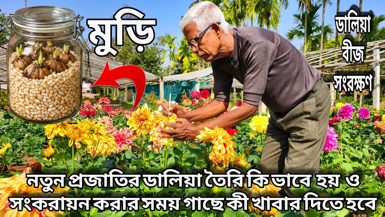 নতুন প্রজাতির ডালিয়া তৈরি ও সংকরায়ণ এর সময় গাছে কি খাবার দেওয়া দরকার / Daliha Plant pollination