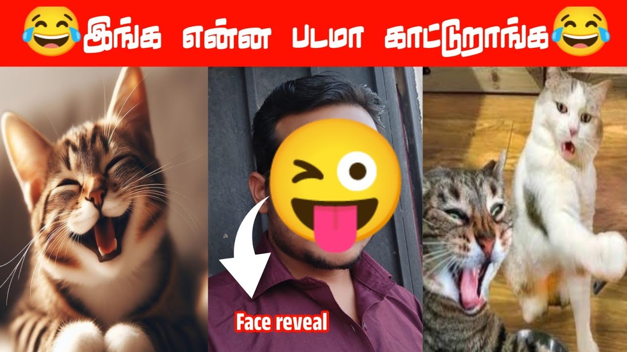 😂🐈🐕அச்சச்சோ என்னடா பொம்ம திட்டுது😂🐕🐈#viral #trending #comedy #funnyanimalvideos