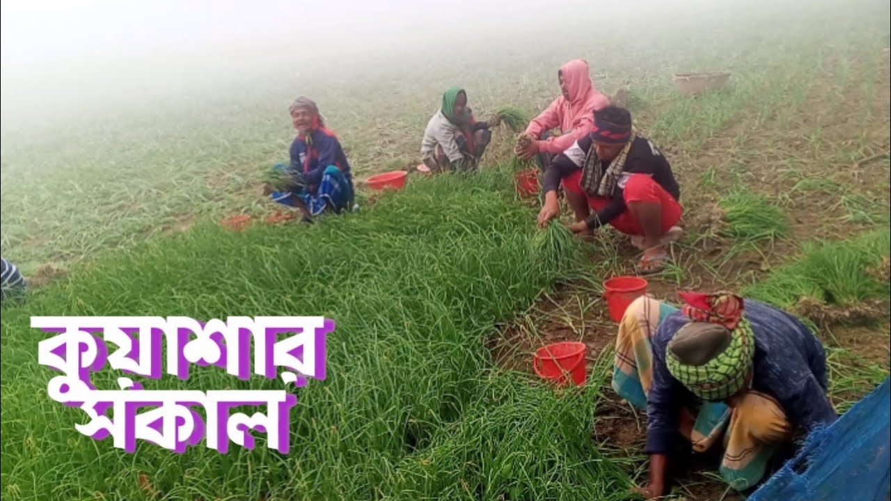 পৌশের শীতে ঘন কুয়াশায় গ্রামীন সকাল। Bangla travel. Ali Ahmed.