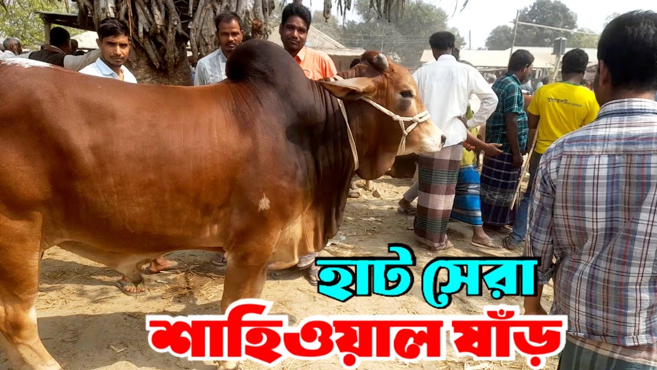 16 /03/2026 || কোরবানী আগে মাংসের গরু দরদাম দেখুন আজকের বসুনিয়া হাটে 