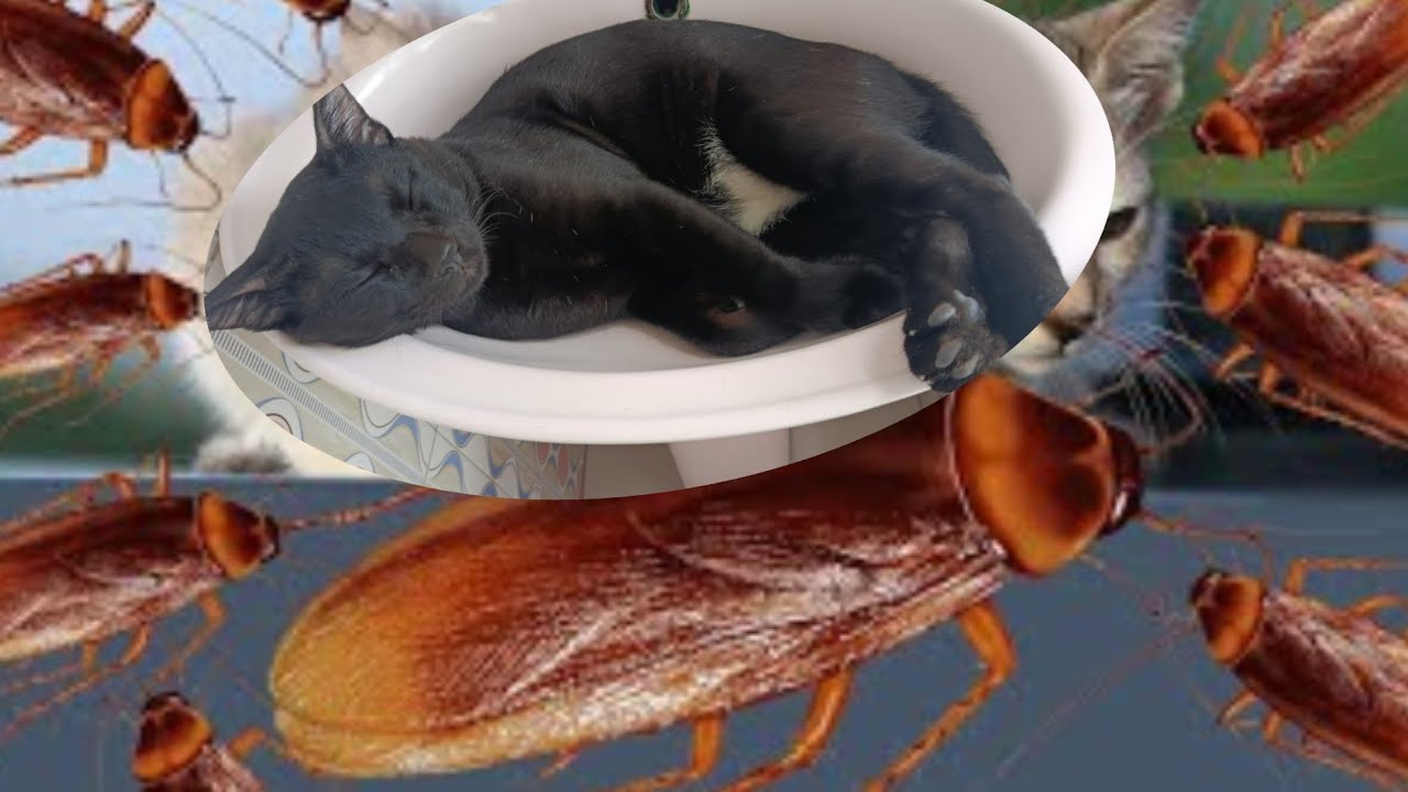 My Cat vs Cockroach 🐱🪳|হঠাৎ শুরু হল যুদ্ধ!24 Hours With My Pet Cat |বিড়ালের একদিনের গল্পCat’s Life