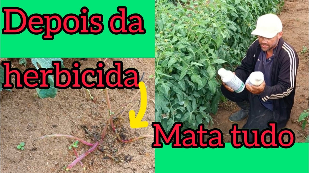 Melhor herbicida para tomate 🍅#herbicida#tomate