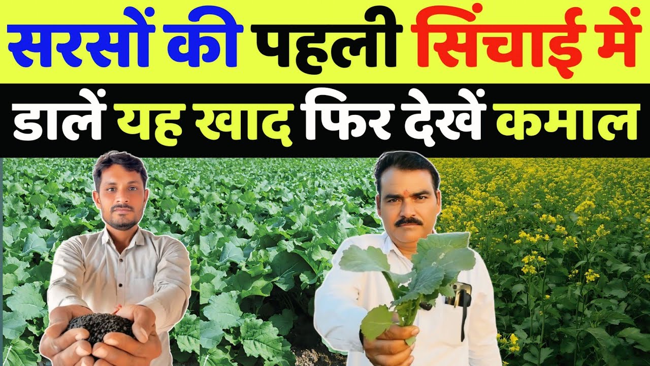 सरसों की पहली सिंचाई में कौन सा खाद डालें | sarso me konsa khad dale | sarso ki kheti me pani kab de
