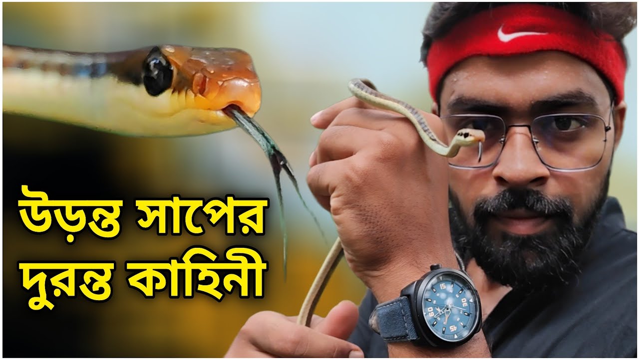 ঠাকুরভক্ত এক সাপের কাহিনী শুনুন | উড়ুক্কু সাপের রহস্য | BronzeBack Tree Snake #snakesaverbrothers