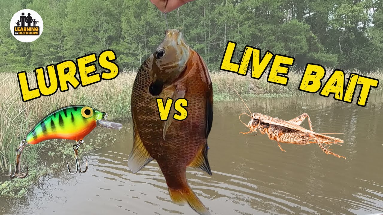 Bluegill challenge! lures vs live bait