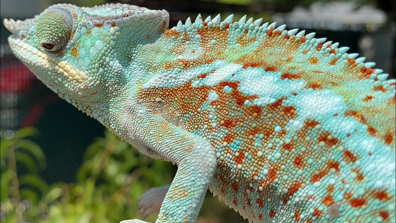 Nosso Camaleão Pantera Rango !