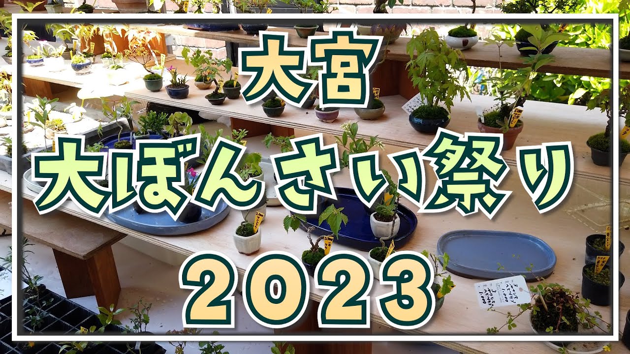 大宮 大盆栽まつり_Omiya bonsai festival_2023/05/04