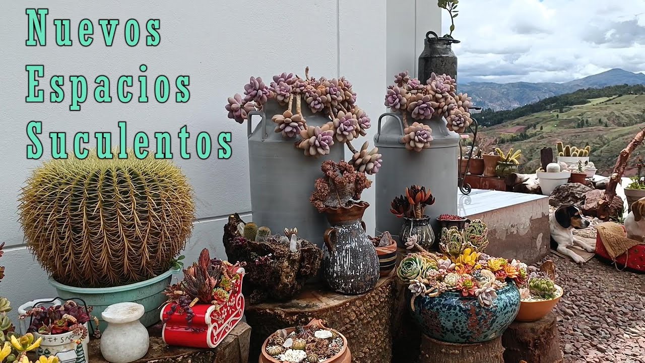 Nuestras suculentas tienen nuevo espacio #arte #villalindura #jardin