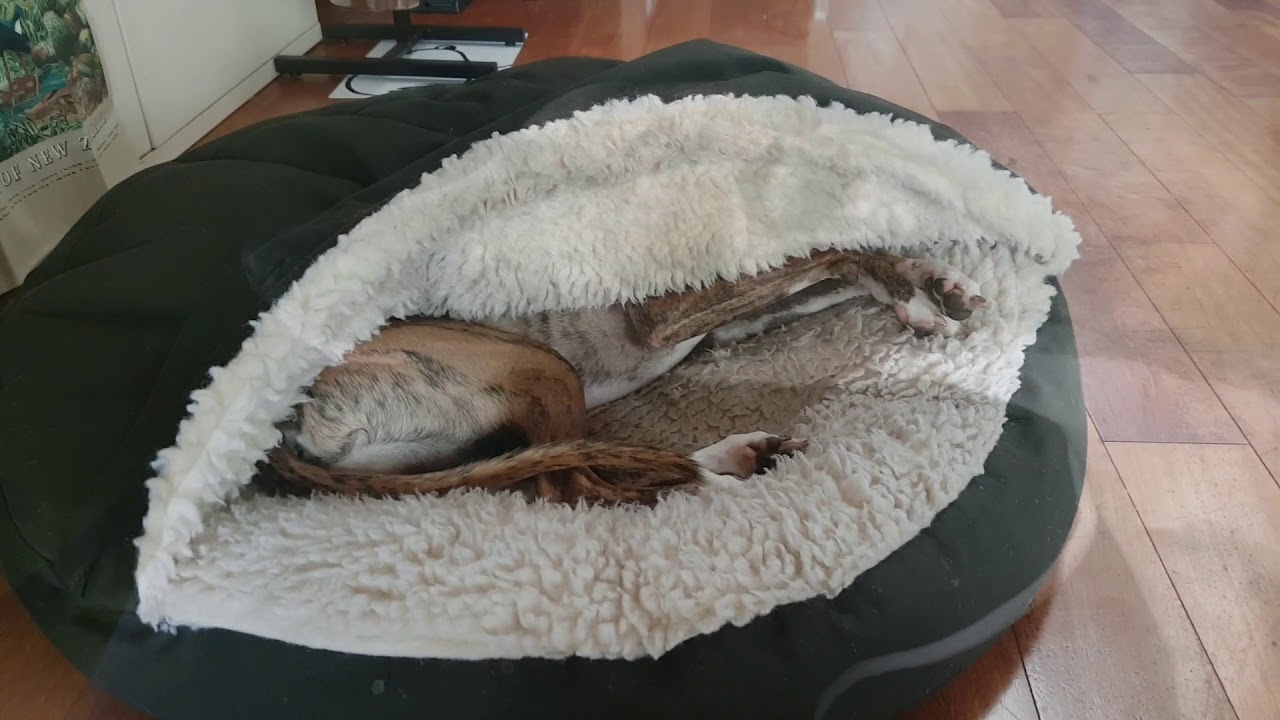 Sleepy Whippet