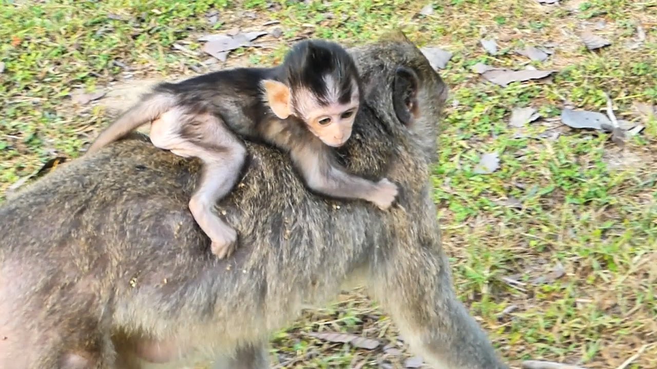 Put tiny baby monkey Jolan on back then walking along the pond, real monkey Julina