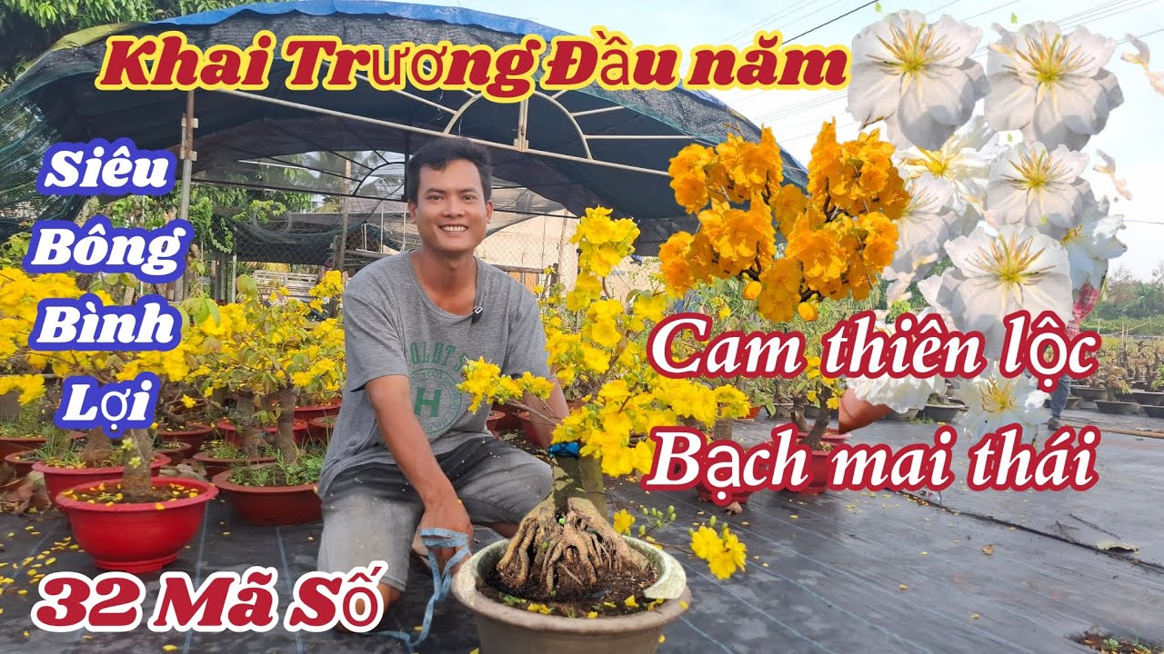 21/02/2026/💥Mai vàng giống mới,Bạch mai thái, cam thiên lộc, siêu bông sài gòn, mai vàng giá rẻ 