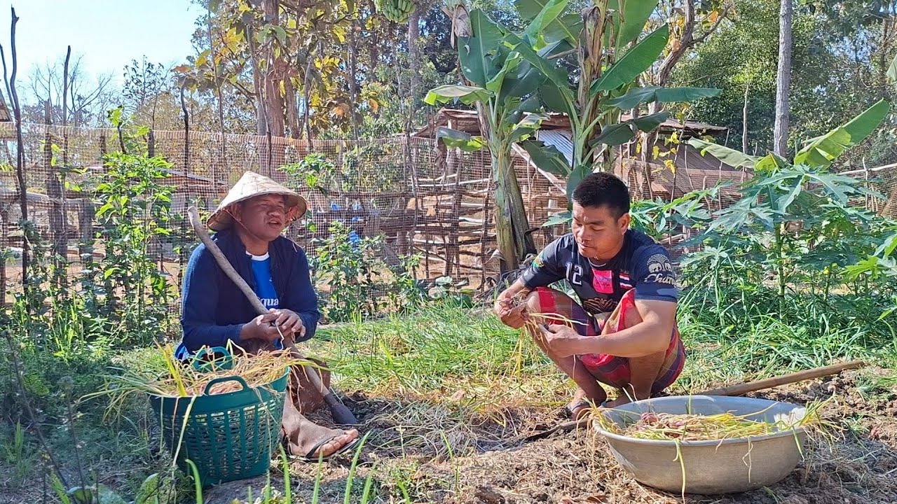 อ้ายแขกมาขุดหอมหัวแดงช่วยจ้า