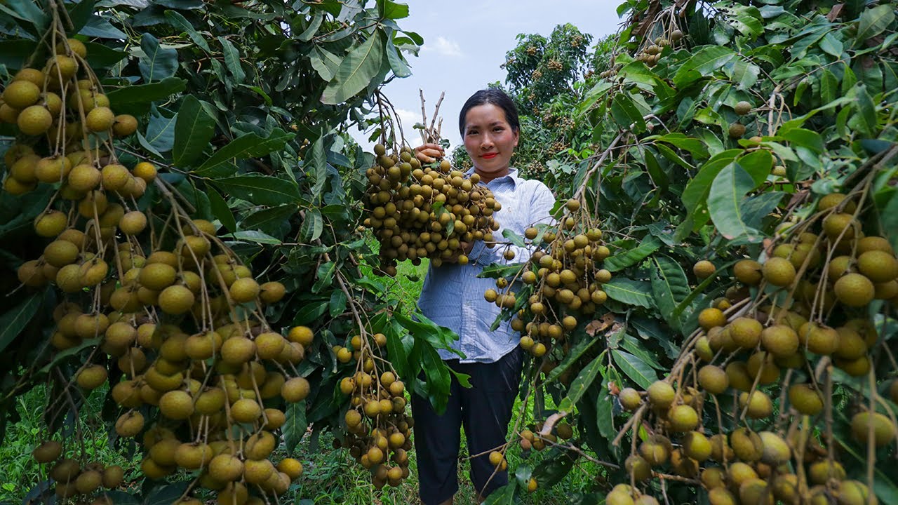 Harvesting Fresh Longan and Cooking With Glutinous Rice and Making Longan Juice