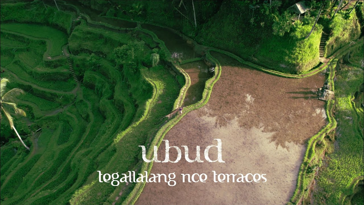 Most beautiful rice terrace in the world? | Sunrise in the Tegallalang Rice Terrace | 4K