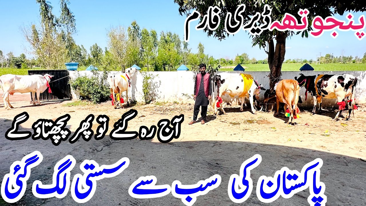 Punjotha Dairy Farm | Friesian Cross Cows | Best Quality Cow | Bismillha best | 16 March 2025