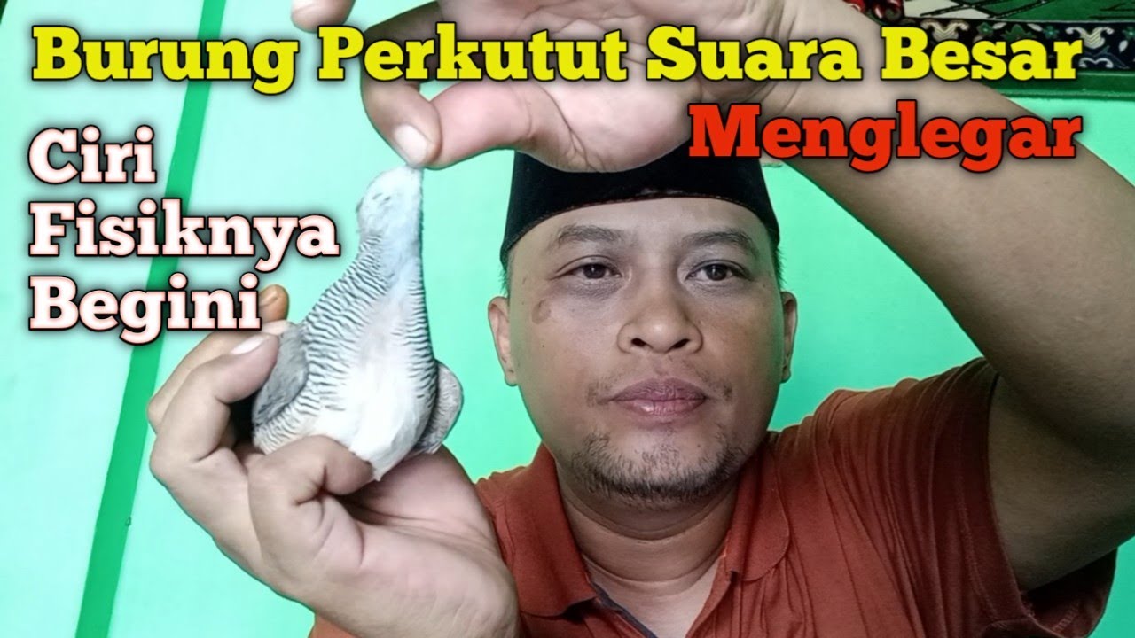 Burung Perkutut Suara Besar Menglegar Ciri Fisiknya Begini