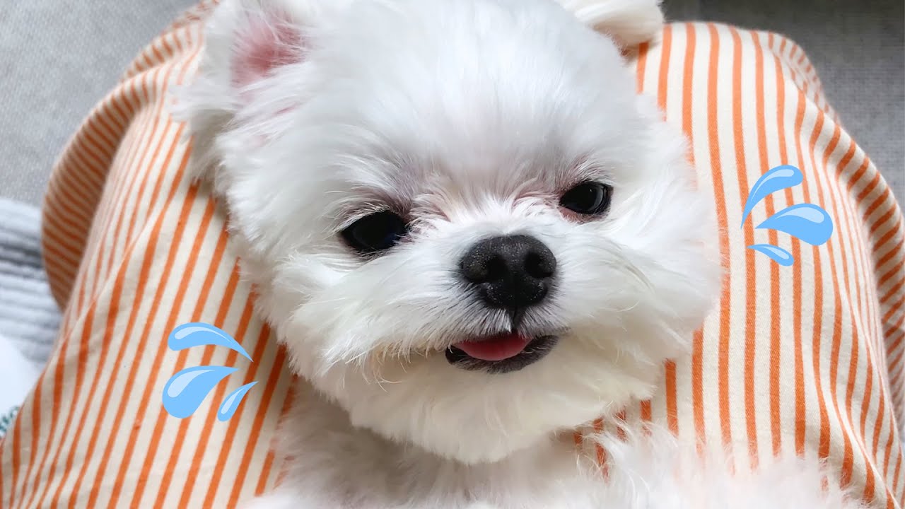 건성 갱얼쥐의 쵹쵹한💦나이트 루틴🌝💛