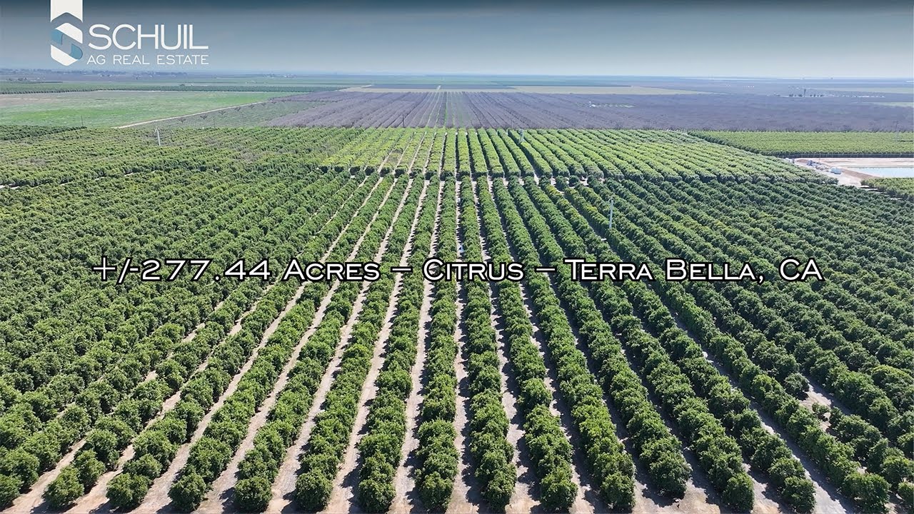 ±277.44 Acres – Citrus – Terra Bella, CA