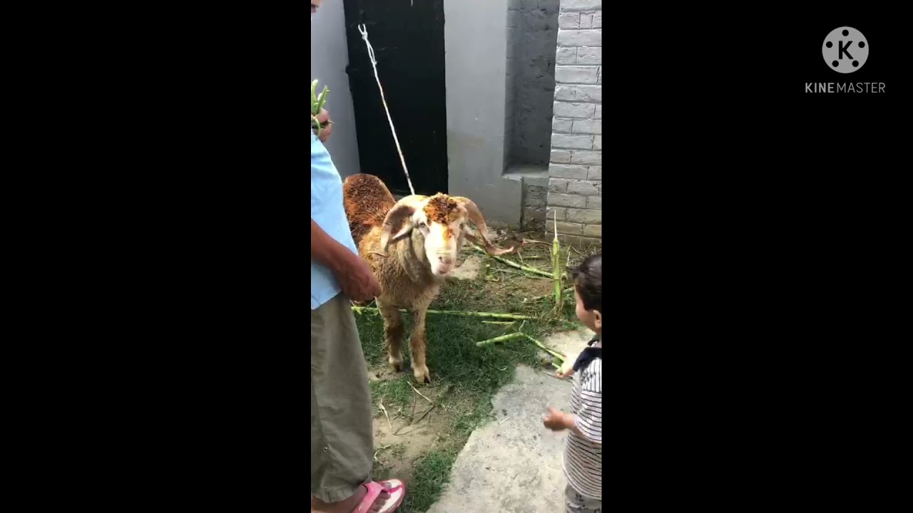 My cute little brother having fun with the sacrificing Sheep😍💝💝🥰🥰