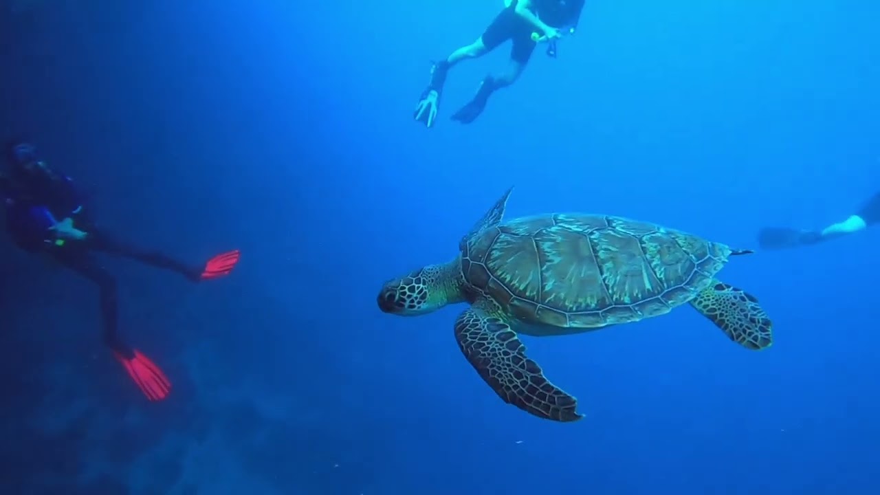 Diving with Prodivers around Kuredu, Maldives