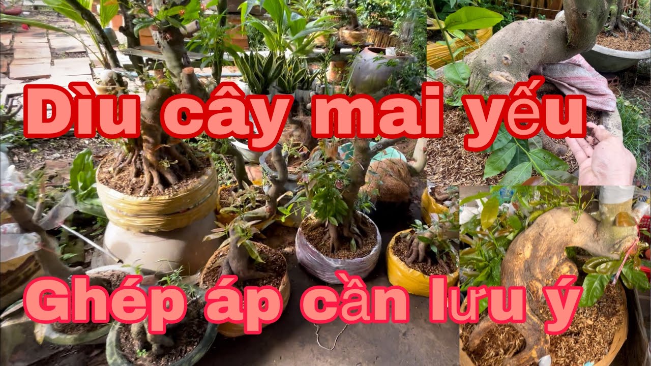 Cách Nuôi cây mai phôi ,và ghép áp,những vấn đề cần lưu ý
