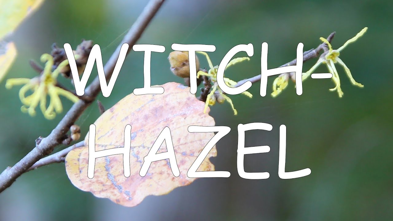 How to identify witch-hazel (Hamamelis virginiana) | TREE ID #12