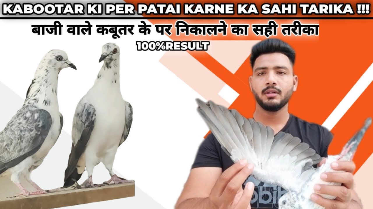 KABOOTAR KI PER PATAI KARNE KA SAHI TARIKA (बाजी वाले कबूतर के पर निकालने का सही तरीका(KABOOTARBAZI)