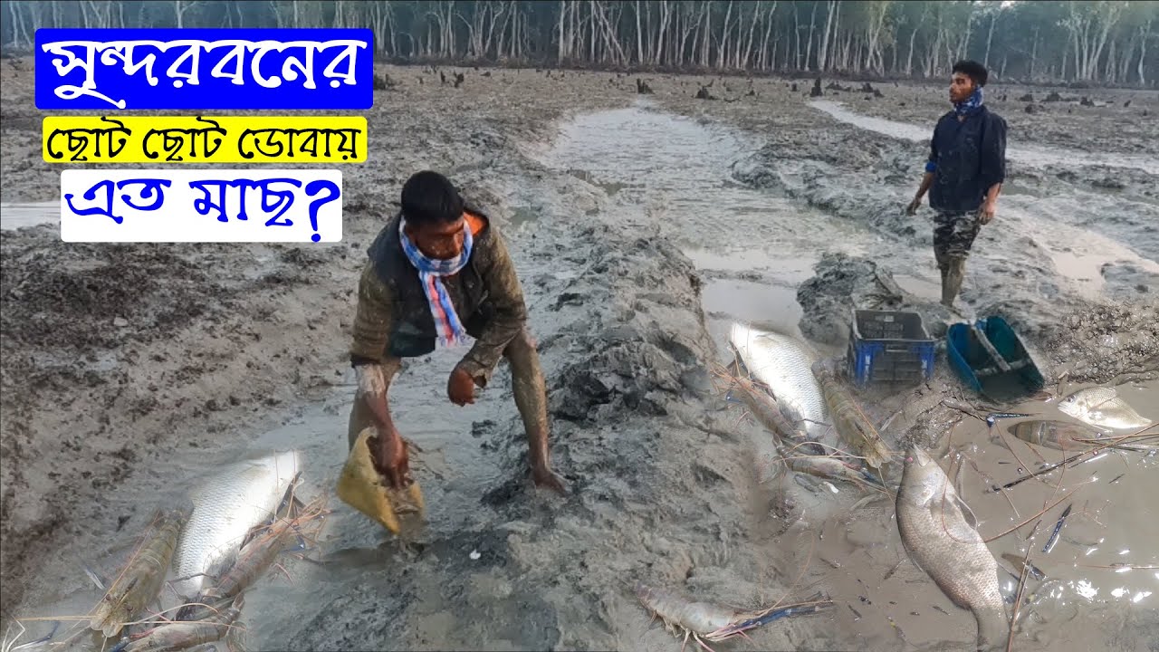 সুন্দরবনের চরে ছোট ছোট ডোবায় এত মাছ থাকতে পারে ? Koral Fish । কাইন মাগুর । Adventure BD