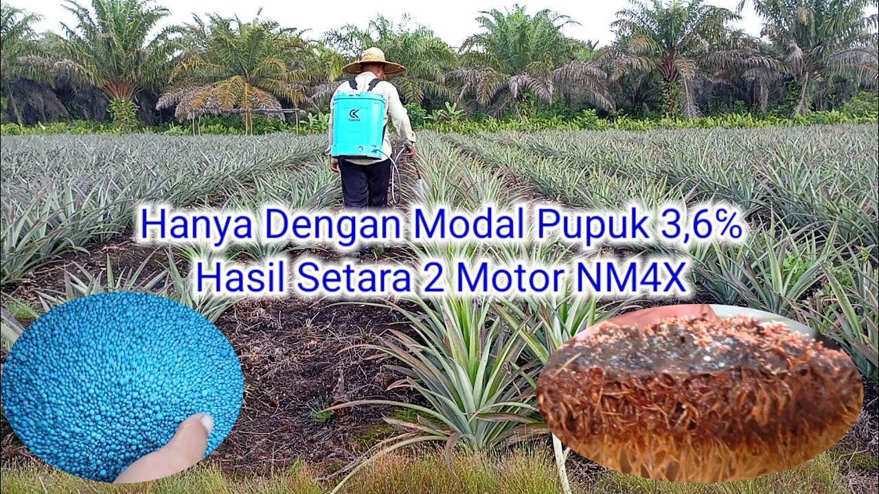 Modal Pupuk Tanaman Nanas Satu Hektar #budidayananas #pupukorganik #modalusaha