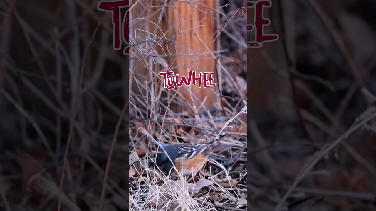 Spotted Towhee Bird at Garden of the Gods #towhee #birdwatching #birdslover